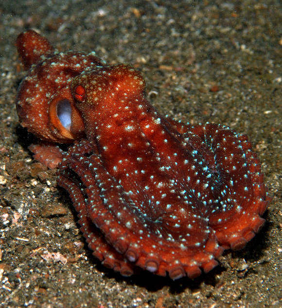 Octopus luteus (Polpo stellato)